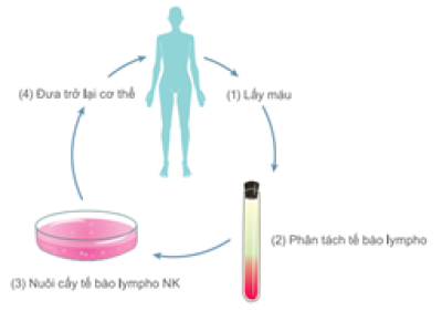 DU LỊCH KẾT HỢP ĐIỀU TRỊ LIỆU PHÁP MIỄN DỊCH NK TẠI NHẬT BẢN